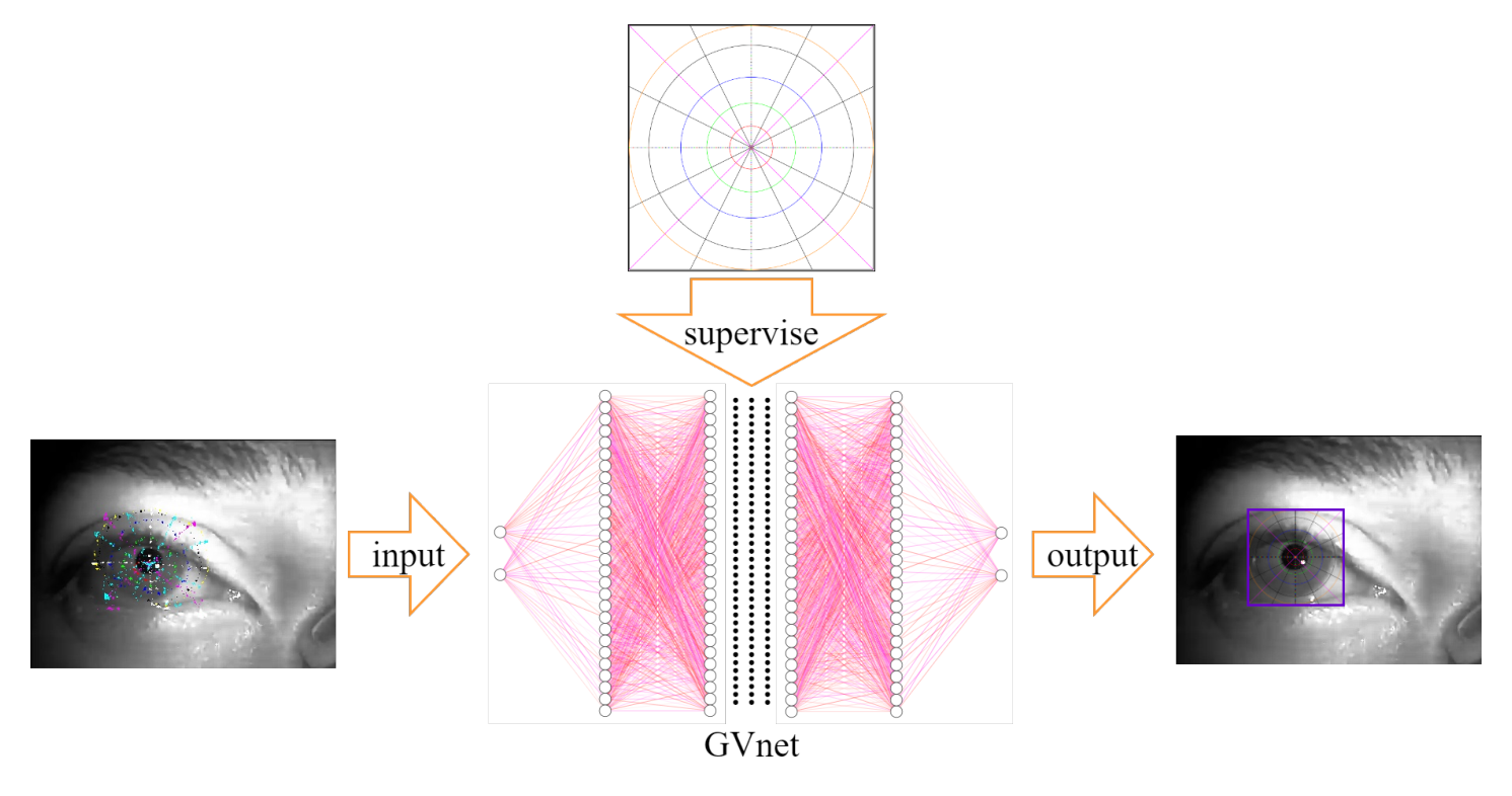 GVnet 模型